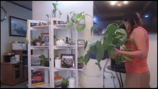 Arranging indoor plants