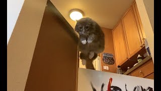 An amazing cat's majestic jumping in slow motion