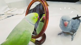 A cute parrot singing to the mirror and kissing it. #funny animals #talking parrot #birds