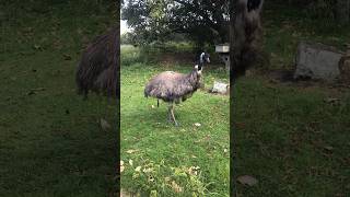 Emu poops 😂 #shorts #emu #poop #zoo #ytshorts