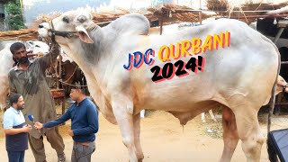 JDC Qurbani 2024 🐪🐐🐂|| Qurbani Baraye Mustaheqeen 2024 || JDC Zafar Abbas