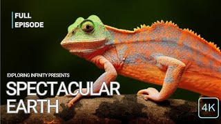 The chameleon: Earth's living color palette and camouflage expert |Full Episode |Exploring Infinity