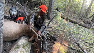 Cacería de elk canadiense