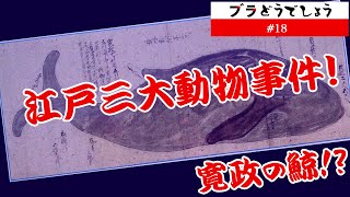 【驚愕】江戸三大動物事件!  寛政の鯨!? ブラどうでしょう #18