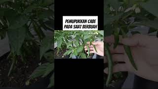 Cara pemupukan cabe saat sedang berbuah #pupukorganikterbaik #pupukterbaik