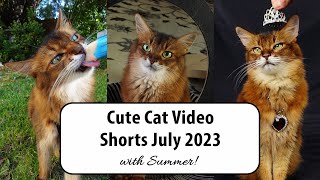 Cute Cat Video Compilation July 2023 - Summer’s Fun Shorts #catvideos