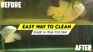 This DIY Fish Tank Cleaning Method is SO Easy!