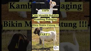 Part 2 Tips Memilih Bakalan Kambing Pedaging #anakkambing  #kambingpedaging #ternak #kambingsuper