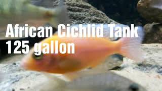 African Cichlid Tank 125 gallons you must see this