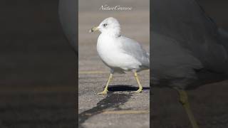 A running Gull at the parking lot #nature #shorts