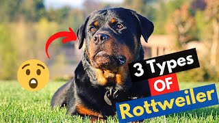 What are the 3 Types of Rottweilers? Which type do you have or looking to get?