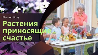 Растения приносящие счастье в дом.