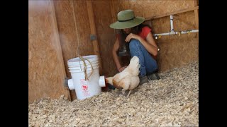 Chicken Feeder for the Preppers Retreat Hen House