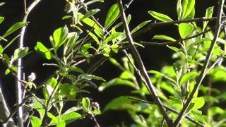 Wilson's Warbler singing