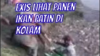 exis lihat panen ikan patin di kolam