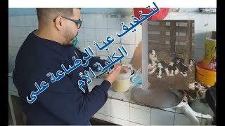 وجبة للجراء الصغيرة بعد عمر 30 يوماً