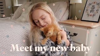 MEET MY NEW KITTEN | EMILY ROSE