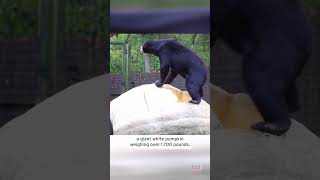 Sun Bears Destroy Great White Pumpkin #shorts