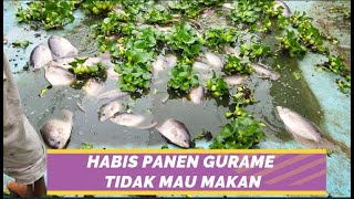 CARA BUDIDAYA IKAN GURAME DI KOLAM BETON || HABIS PANEN GURAME TIDAK MAU MAKAN