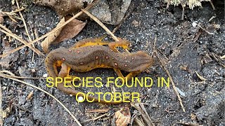 Species count for herps in October - 6 different species found