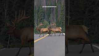 Two Big Bull Elk Crossing the Road in the Rocky Mountain National Park