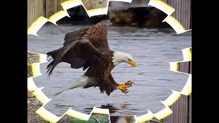 Bald Eagle's Hooked Beaks for Prey