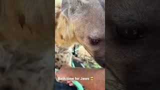 Hyena Bath