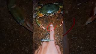 jangan main-main sama kepiting 😱 #viralvideo  #menegangkan