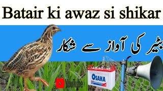 Bater ki shahkar awaaz||Bater ki es awaz si shikar||@Bilalbirdsfarming