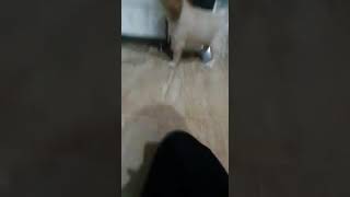 #Playing withHusky#