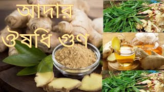 আদার ঔষধি গুণ : Health Benefits Of Ginger 💚 Bangla Health Tips