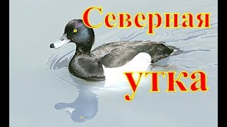 Охота на северную утку.