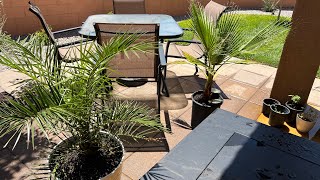 Full yard palm update + seedlings for sale