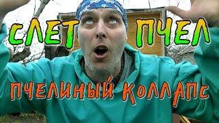 СЛЕТ ПЧЕЛ. ПЧЕЛИНЫЙ КОЛЛАПС. КАК, ПОЧЕМУ?