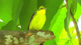 Flycatcher, Narcissus -eclipse- Ficedula narcissina elisae -male