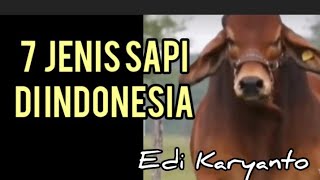 7 Jenis Sapi di Indonesia