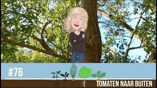 #76-Mijn moestuin, tomaten naar buiten