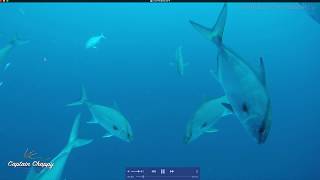 Amazing underwater sinkhole and crazy blackfin tuna fishing with sharks!