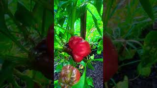 Garden Update: Peppers Ready to PICK #louisiana #gardening #peppers