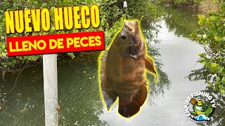 Encontré Un Nuevo Hueco Lleno De Peces!!!