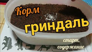 Гриндаль - отличный корм для аквариумных рыб