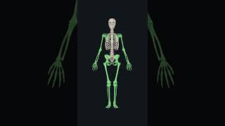 Axial and Appendicular skeleton: #anatomy #humananatomy #skeleton  #3danatomy