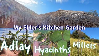 My Elder’s kitchen Garden/Kitchen Garden Tour/upper siang Arunachal Pradesh