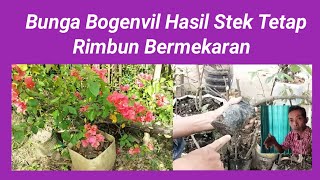 Bunga Bogenvile hasil stek, tetap rimbun bermekaran #KarakterDasarBonsai