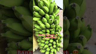 Fresh harvest - Do you see this odd one out there😍 #banana #garden #leelagola #freshharvest #banana