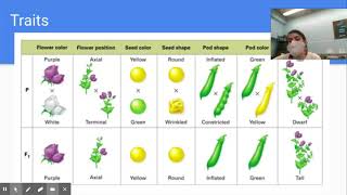 Introduction to Mendelian Genetics