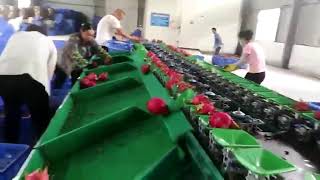 Dragon fruit grading  machine sorting machine