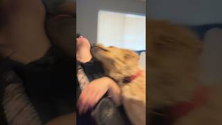 Dangerous dog attack #barkatyourdogchallenge #goldenretriever