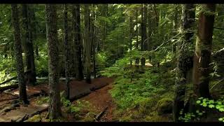 🌳 Sonidos del Bosque y Naturaleza para Relajarse.