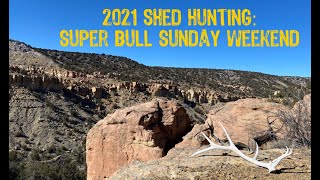 2021 Shed Hunting: Super Bull Sunday Weekend